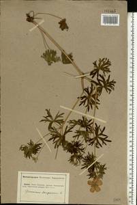 Geranium sanguineum L., Eastern Europe, Lower Volga region (E9) (Russia)