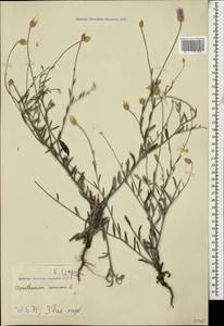 Xeranthemum annuum L., Caucasus, Georgia (K4) (Georgia)