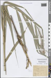 Phragmites australis (Cav.) Trin. ex Steud., Eastern Europe, Central forest-and-steppe region (E6) (Russia)