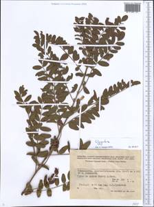 Glycyrrhiza, Middle Asia, Pamir & Pamiro-Alai (M2) (Tajikistan)