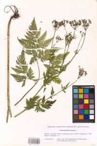 Chaerophyllum aureum L., Eastern Europe, Moscow region (E4a) (Russia)