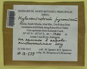 Hylocomiastrum pyrenaicum (Spruce) M. Fleisch. ex Broth., Bryophytes, Bryophytes - Western Siberia (including Altai) (B15) (Russia)