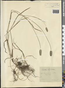 Phleum alpinum L., Caucasus, North Ossetia, Ingushetia & Chechnya (K1c) (Russia)