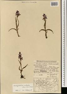 Dactylorhiza incarnata subsp. cilicica (Klinge) H.Sund., Mongolia (MONG) (Mongolia)