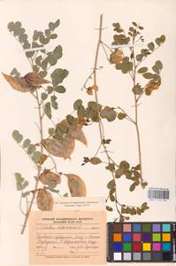 Colutea arborescens L., Eastern Europe, South Ukrainian region (E12) (Ukraine)