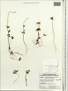 Ranunculus nivalis L., Siberia, Central Siberia (S3) (Russia)