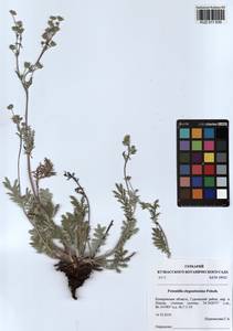 Potentilla sericea L., Siberia, Altai & Sayany Mountains (S2) (Russia)