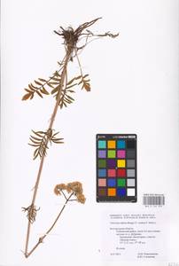 Valeriana dubia Bunge, Eastern Europe, Central forest-and-steppe region (E6) (Russia)