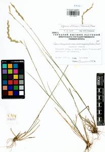 Elymus fibrosus (Schrenk) Tzvelev, Siberia, Baikal & Transbaikal region (S4) (Russia)