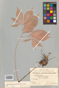 Arisaema serratum var. serratum, Siberia, Russian Far East (S6) (Russia)