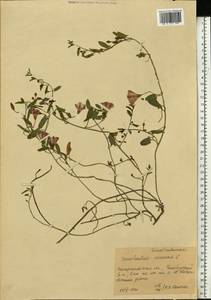 Convolvulus arvensis L., Eastern Europe, West Ukrainian region (E13) (Ukraine)