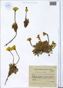 Papaver radicatum subsp. polare Tolm., Siberia, Central Siberia (S3) (Russia)