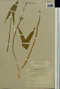 Sagittaria sagittifolia L., Eastern Europe, Central region (E4) (Russia)