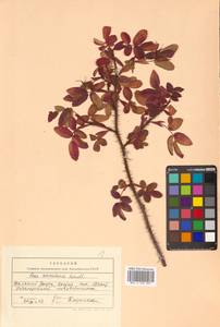 Rosa acicularis Lindl., Siberia, Chukotka & Kamchatka (S7) (Russia)