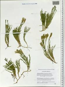 Diphasiastrum alpinum (L.) Holub, Siberia, Russian Far East (S6) (Russia)