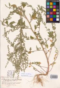 Chenopodium acerifolium Andrz., Eastern Europe, North Ukrainian region (E11) (Ukraine)
