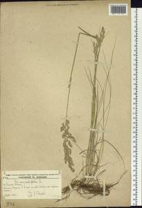 Poa angustifolia L., Siberia, Russian Far East (S6) (Russia)