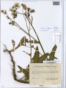 Sonchus arvensis subsp. uliginosus (M. Bieb.) Nyman, Eastern Europe, South Ukrainian region (E12) (Ukraine)