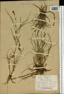 Carex hirta L., Eastern Europe, Central forest region (E5) (Russia)
