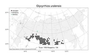 Glycyrrhiza uralensis Fisch. ex DC., Atlas of the Russian Flora (FLORUS) (Russia)