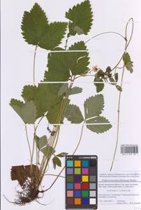 Fragaria moschata Duchesne, Eastern Europe, Moscow region (E4a) (Russia)