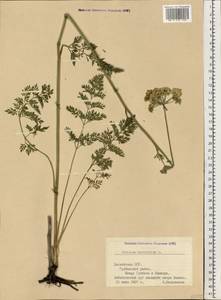 Selinum carvifolia (L.) L., Eastern Europe, Latvia (E2b) (Latvia)