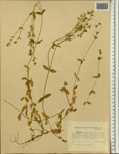 Cerastium octandrum Hochst. ex A. Rich., Africa (AFR) (Ethiopia)