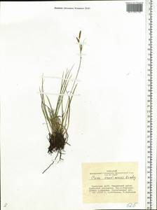 Carex erawinensis Korotky, Siberia, Altai & Sayany Mountains (S2) (Russia)