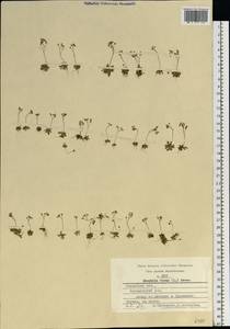 Draba verna L., Eastern Europe, Central region (E4) (Russia)