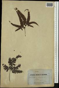 Adiantum hispidulum Sw., Australia & Oceania (AUSTR) (Australia)