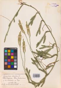 Lycopodium clavatum L., Eastern Europe, Central region (E4) (Russia)