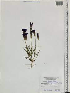 Gentianopsis barbata (Froel.) Ma, Siberia, Baikal & Transbaikal region (S4) (Russia)