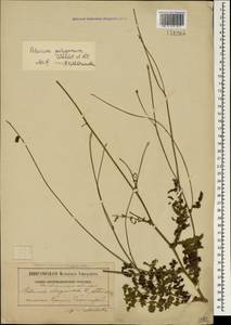Poterium sanguisorba subsp. polygamum (Waldst. & Kit.) Asch. & Graebn., Crimea (KRYM) (Russia)