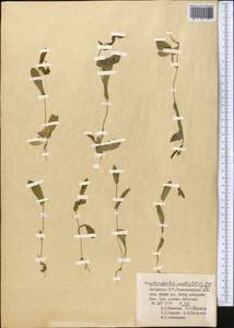 Acanthocephalus amplexifolius Kar. & Kir., Middle Asia, Pamir & Pamiro-Alai (M2) (Uzbekistan)