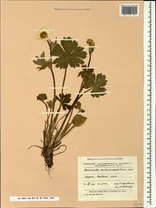 Ranunculus constantinopolitanus, Caucasus, Georgia (K4) (Georgia)