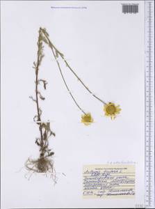 Cota tinctoria subsp. tinctoria, Siberia, Western Siberia (S1) (Russia)