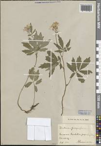 Cardamine quinquefolia (M.Bieb.) Schmalh., Caucasus, Georgia (K4) (Georgia)