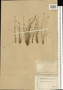 Eleocharis ovata (Roth) Roem. & Schult., Eastern Europe, Central forest region (E5) (Russia)