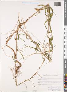 Lactuca saligna L., Caucasus, North Ossetia, Ingushetia & Chechnya (K1c) (Russia)