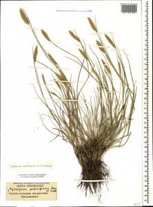 Agropyron cristatum (L.) Gaertn., Caucasus, Stavropol Krai, Karachay-Cherkessia & Kabardino-Balkaria (K1b) (Russia)