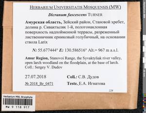 Dicranum fuscescens Turner, Bryophytes, Bryophytes - Russian Far East (excl. Chukotka & Kamchatka) (B20) (Russia)