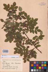 Rosa pendulina L., Eastern Europe, West Ukrainian region (E13) (Ukraine)