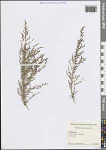 Caroxylon dendroides (Pall.) Tzvelev, Caucasus, Azerbaijan (K6) (Azerbaijan)