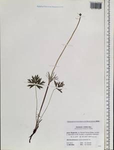 Anemonastrum narcissiflorum subsp. crinitum (Juz.) Raus, Siberia, Baikal & Transbaikal region (S4) (Russia)