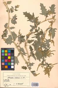 Atriplex tatarica L., Eastern Europe, Moscow region (E4a) (Russia)