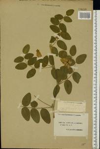 Astragalus glycyphyllos L., Eastern Europe, South Ukrainian region (E12) (Ukraine)