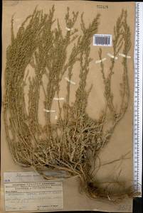 Artemisia schrenkiana Ledeb., Middle Asia, Caspian Ustyurt & Northern Aralia (M8) (Kazakhstan)