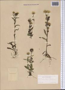 Pentanema britannicum (L.) D. Gut. Larr., Santos-Vicente, Anderb., E. Rico & M. M. Mart. Ort., Siberia, Western Siberia (S1) (Russia)