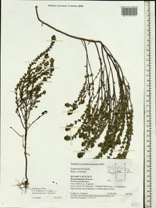 Euphrasia × vernalis List, Eastern Europe, Central region (E4) (Russia)