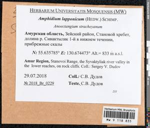 Amphidium lapponicum (Hedw.) Schimp., Bryophytes, Bryophytes - Russian Far East (excl. Chukotka & Kamchatka) (B20) (Russia)